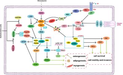 Recent advances of the mammalian target of rapamycin signaling in mesenchymal stem cells